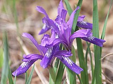 Iris uniflora 111948663.jpg