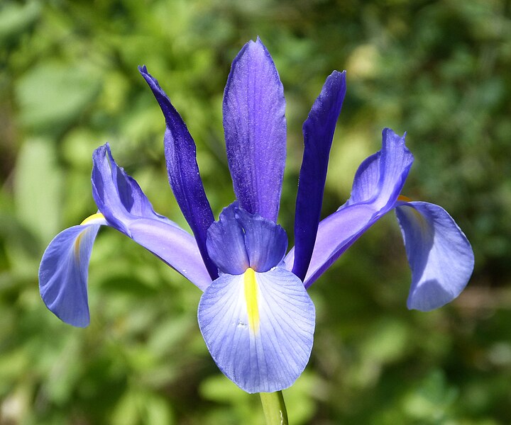 File:Iris xiphium. Spanish Iris (32096797942).jpg