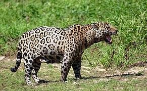 Male giving a Flehmen response near the Cuiabá River