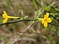 Jasminum fruticans