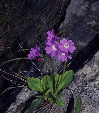 <i>Primula carniolica</i> Species of flowering plant
