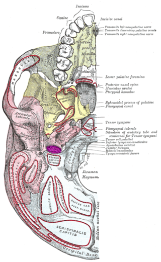 <span class="mw-page-title-main">Jugular fossa</span>