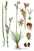 Juncus squarrosus