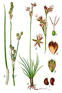 <i>Juncus squarrosus</i> Species of plant in the genus Juncus