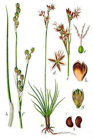 <i>Juncus squarrosus</i> Species of plant in the genus Juncus