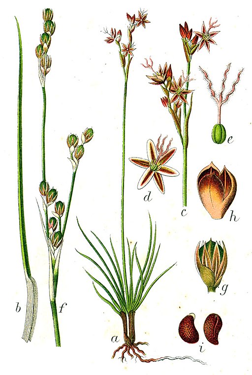 Juncus squarrosus Sturm14