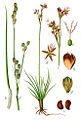 Juncus squarrosus plate 14