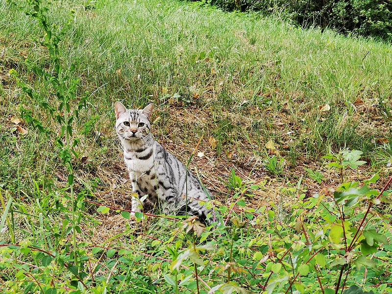 File:Katze beim Krankenhaus Tauberbischofsheim 3.jpg