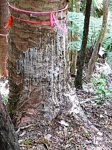 Kauri дърво с kauri dieback напредваща лезия.jpg