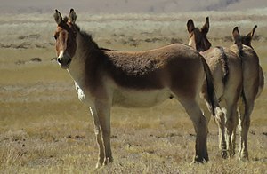 Wilde kiangs in het Changthang-natuurreservaat