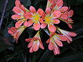 Clivia miniata fajta