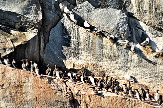 Kolyuchin Island: Bird rock with thick-billed murres and kittiwakes