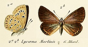 Descrição da imagem Kretania martinii OD Allard1867.jpg.