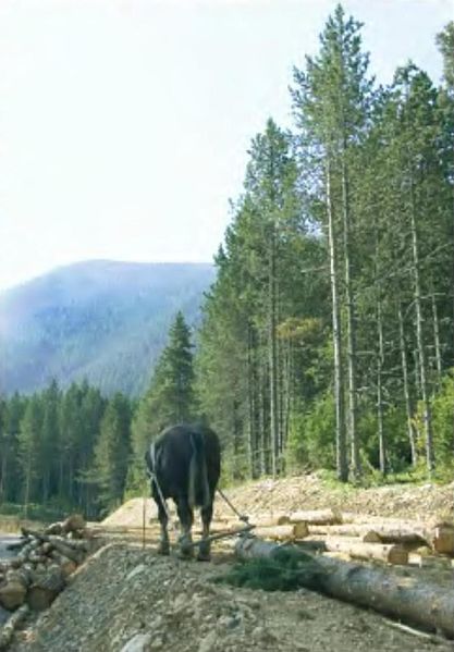 File:LPCC-539-Cavall arrossegant tronc a la Serra d'Ensija.jpg