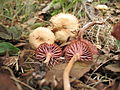 Laccaria laccata