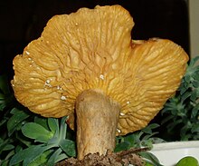 An underside view of L. pyrogalus showing the widely spaced gills exuding drops of white latex. Lactarius-pyrogalus-gills.jpg