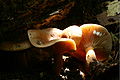 Ryzec nasládlý (Lactarius subdulcis)