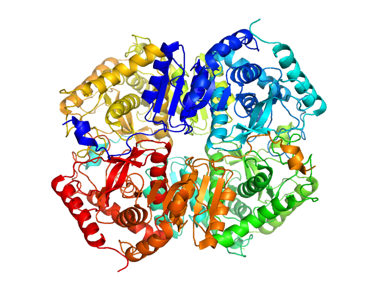 File:Lactate Dehydrogenase C.png