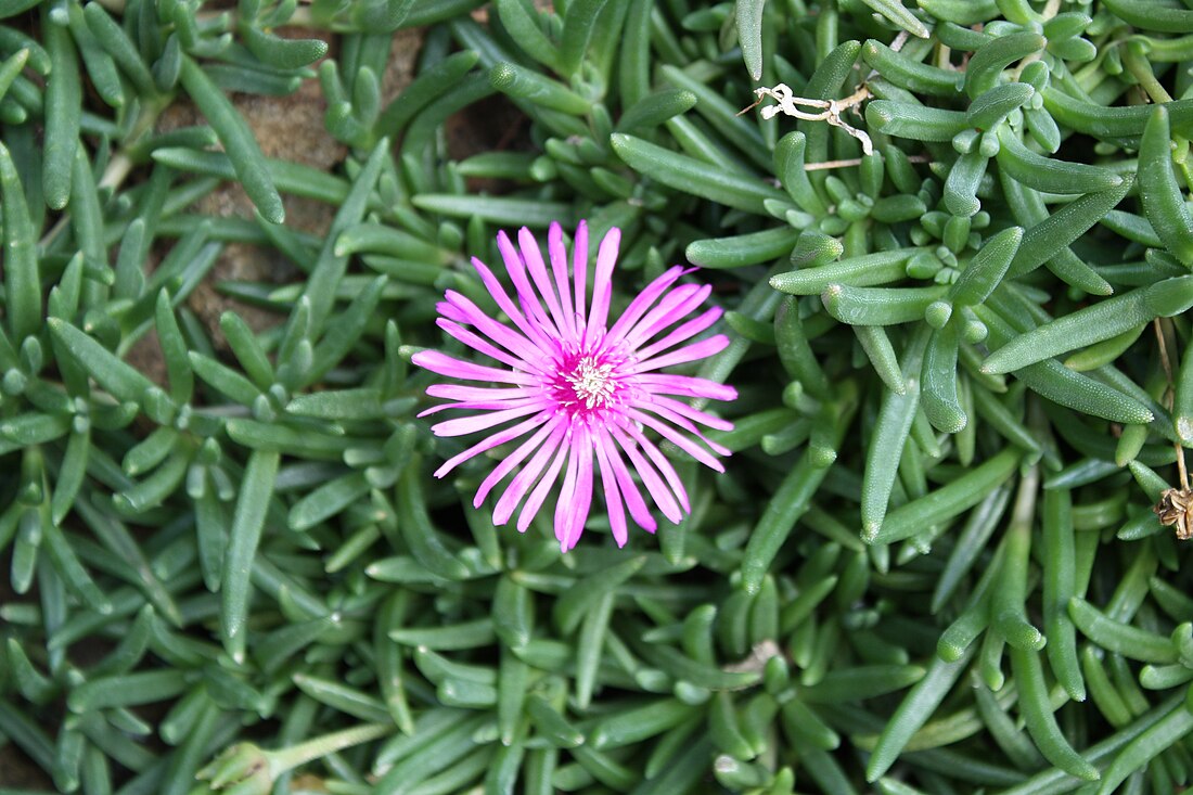 Lampranthus spectabilis