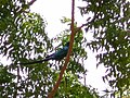 Langschwanz-Glanzstar Long-tailed Glossy-starling