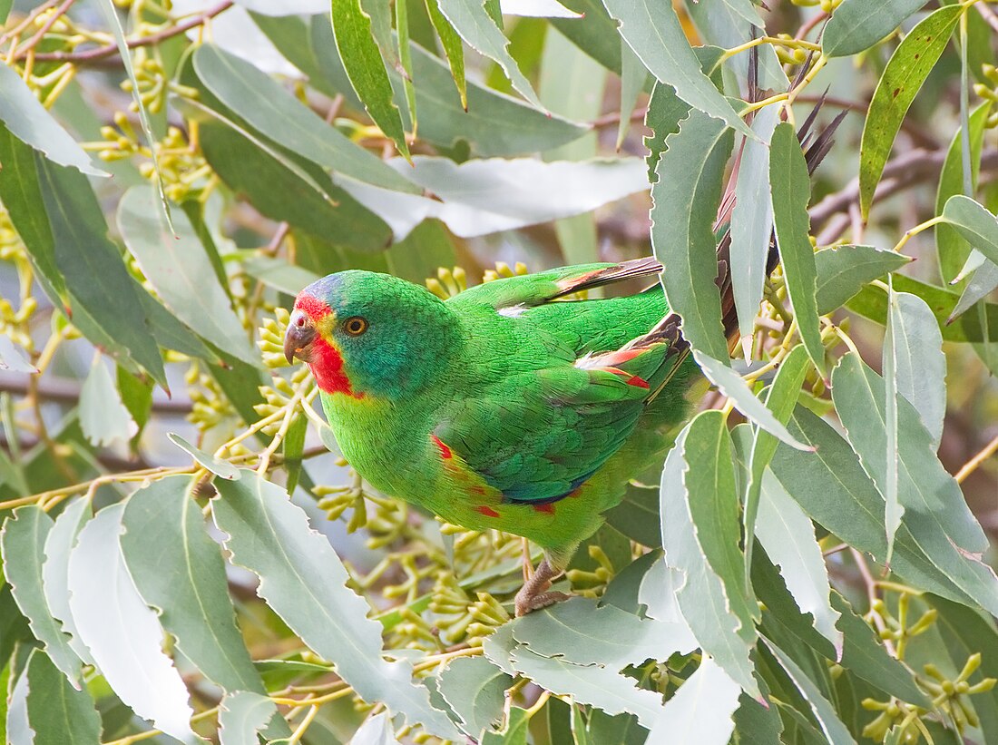 طوطی تیزپر