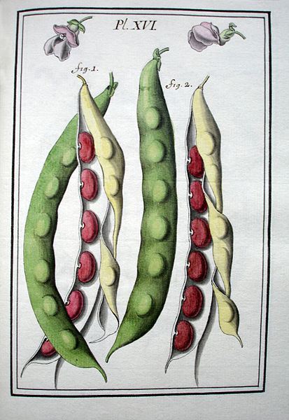 File:LeBerryais Haricots planche 16.jpg