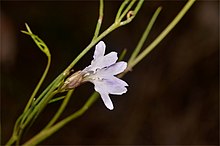 Lechenaultia filiformis.jpg