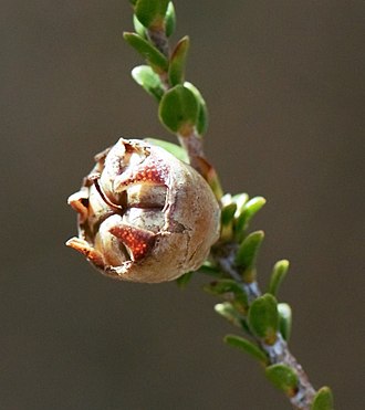 Fruit Leptospermum epacridoideum fruit.jpg