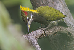 Lesser yellownape Ghatgarh, Uttarakhand, India 06.10.2014.jpg