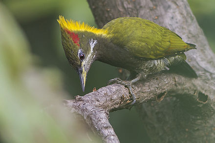 Птицы шри ланки. Picus chlorolophus. Птицы Коха Шри Ланка. Зеленая птица Шри Ланка. Желтохвоста птица.