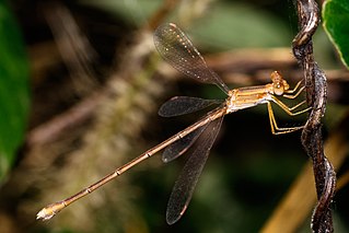 <i>Lestes concinnus</i> Species of damselfly