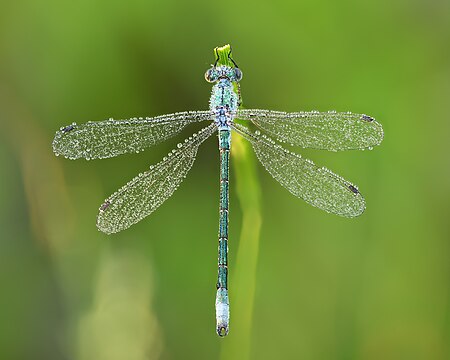 ไฟล์:Lestes dryas male (dorsal view) - Kulna.jpg