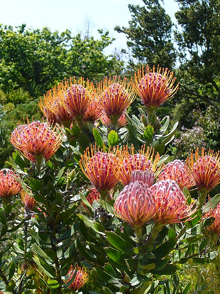 File:Leucospermum cordifolium.jpg