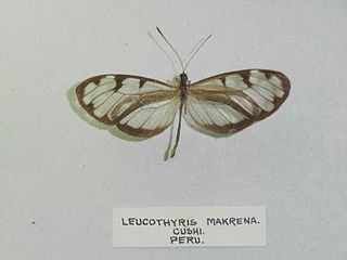 <i>Oleria makrena</i> Species of butterfly