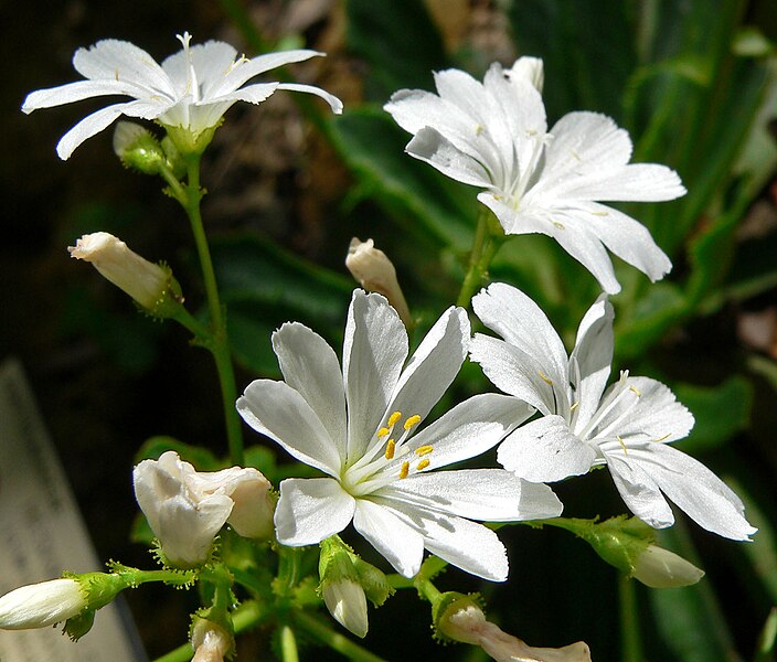 File:Lewisia cotyledon var heckneri 2.jpg