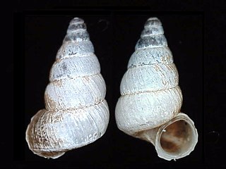 <i>Liarea</i> Genus of gastropods