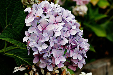 Light mauve hydrangea.jpg