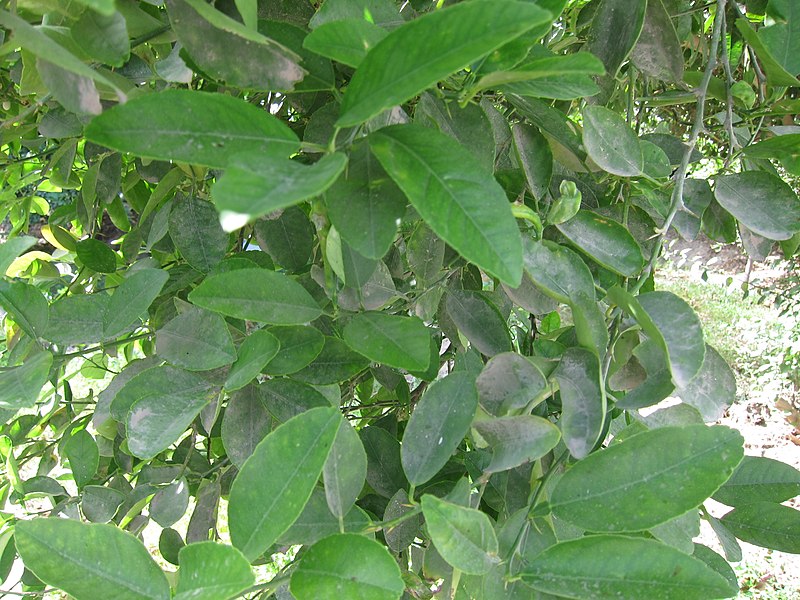 File:Lime - ചെറുനാരകം 05.JPG