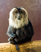 Lion-tailed Macaque in Bristol Zoo.jpg