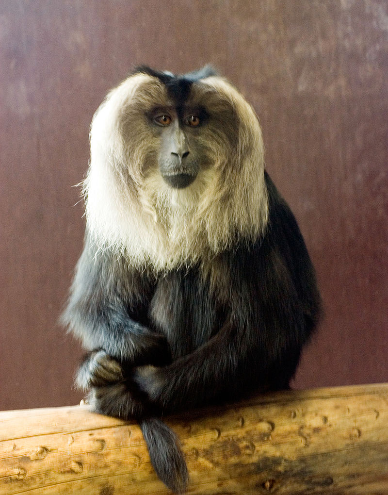 Monkeys looking like lions: Moscow Zoo has now its first rare