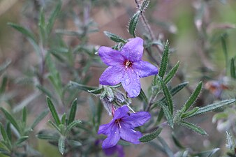 Lithodora fruticosa (Grémil ligneux)