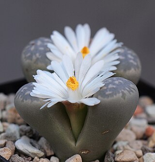 <i>Lithops marmorata</i> Species of plant