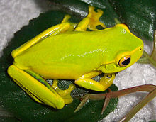 The dainty green tree frog is one of the most common lost frogs. Litoria gracilenta-2.jpg