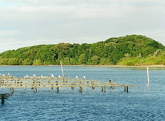 An oyster farm in the Brunswick River with rainforest in the background at Brunswick Heads