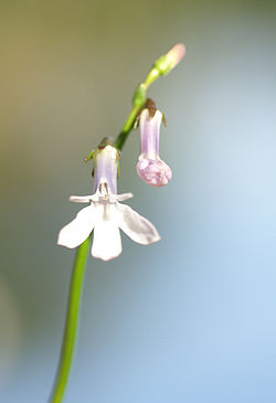 Vandet Sø er en såkaldt lobeliesø, karakteriseret ved arten Tvepibet Lobelie (lobelia dortmanna).