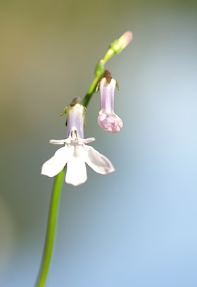 Lobelia dortmanna flower2.jpg