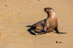 海狮