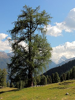 Locatie, voetpad tussen Grimentz en Vercorin 011.JPG