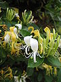 金銀花 (Lonicera japonica)