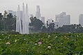 Lotus field at the Echo Park Lake, with the L.A. skyline in the background.